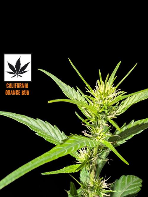 Cali Orange Bud - BioTabs.nl Grow. Week 11