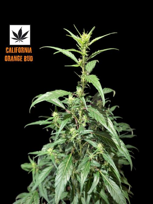 Cali Orange Bud - BioTabs.nl Grow. Week 11