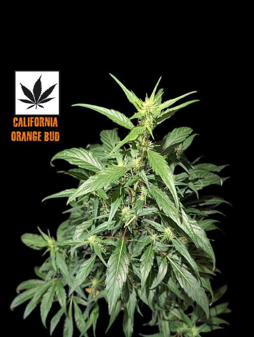 Cali Orange Bud - BioTabs.nl Grow. Week 11