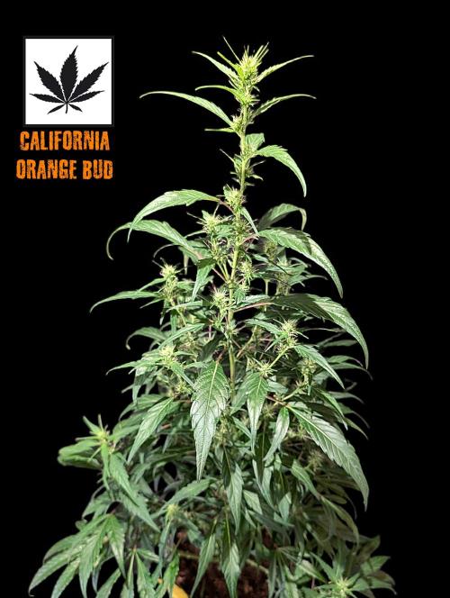 Cali Orange Bud - BioTabs.nl Grow. Week 11