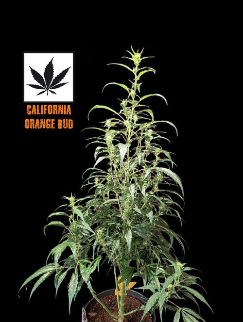 Cali Orange Bud - BioTabs.nl Grow. Week 11