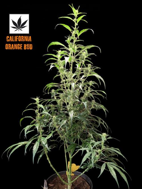 Cali Orange Bud - BioTabs.nl Grow. Week 11