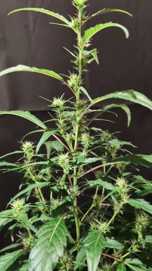 Cali Orange Bud - BioTabs.nl Grow