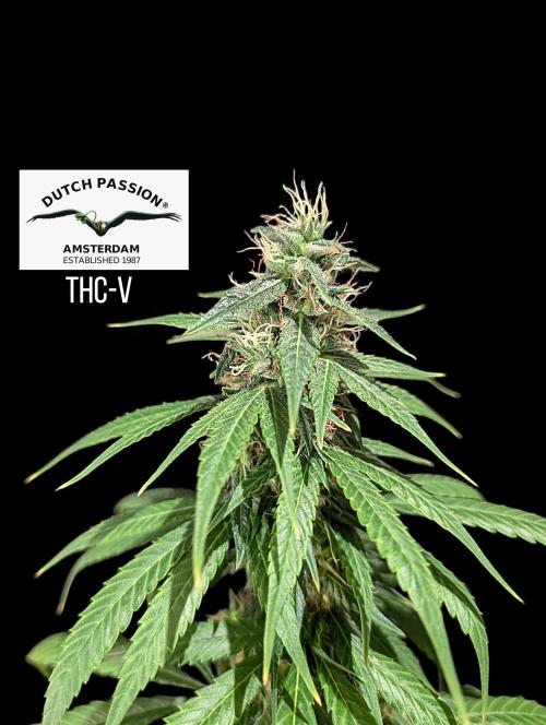THC - Victory #2 - Sponsored by Biotabs. Week 13