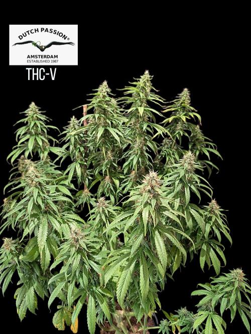 THC - Victory #2 - Sponsored by Biotabs. Week 13