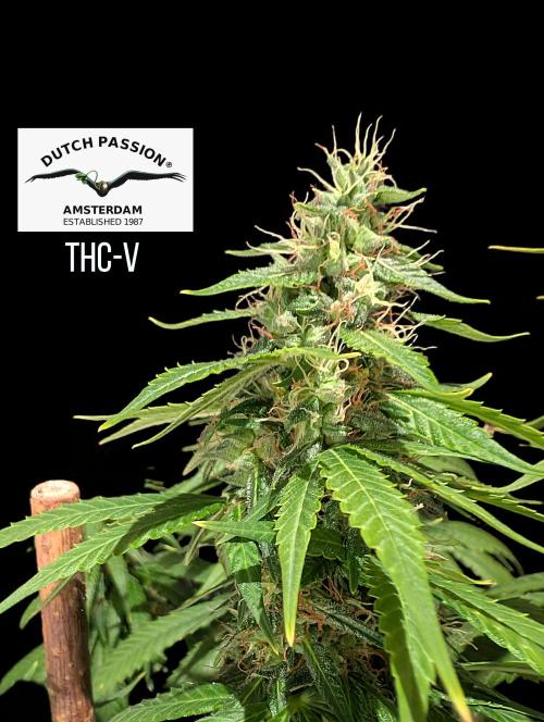 THC - Victory #2 - Sponsored by Biotabs. Week 13