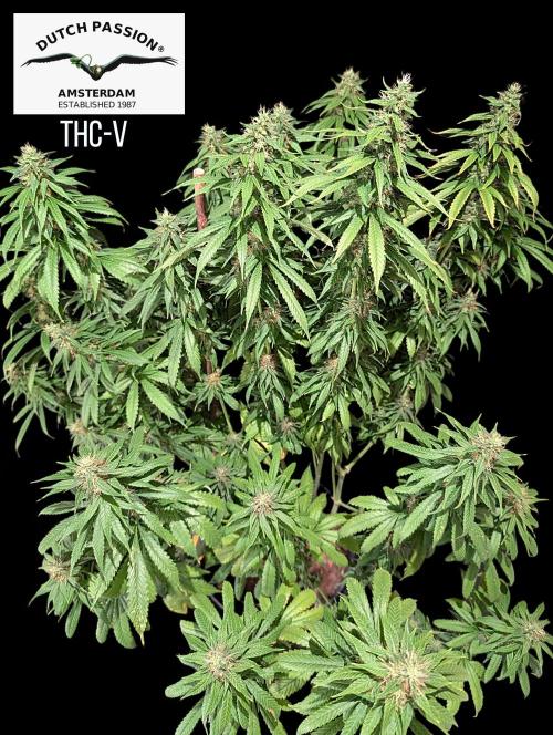 THC - Victory #2 - Sponsored by Biotabs. Week 13
