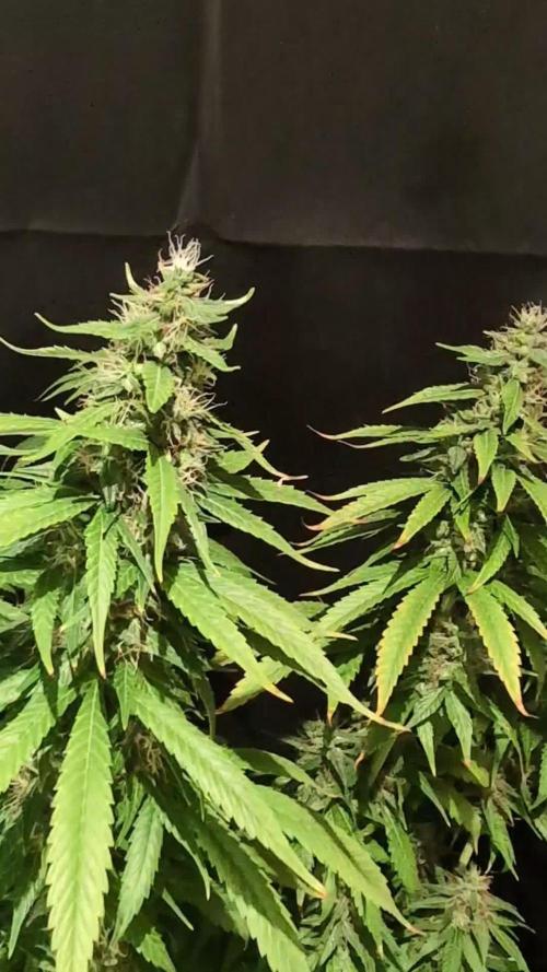 THC - Victory #2 - Sponsored by Biotabs