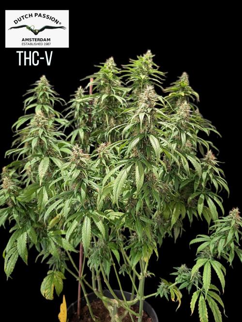 THC-Victory. Week 13