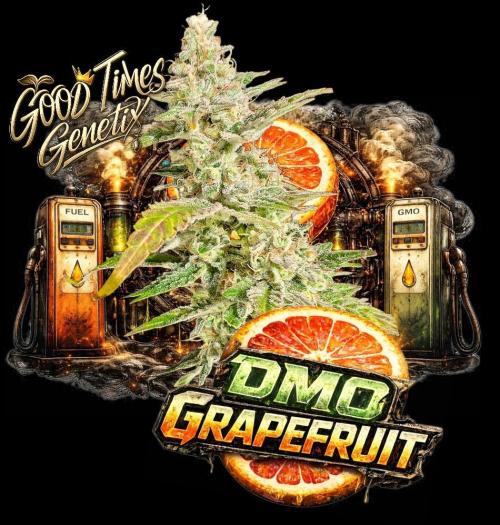 DMO Grapefruit #2 - Good Times Genetics. Week 16
