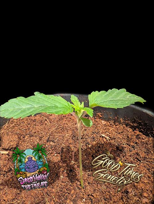 Sunset Monkey - Good Times Genetix - BTN. Week 1