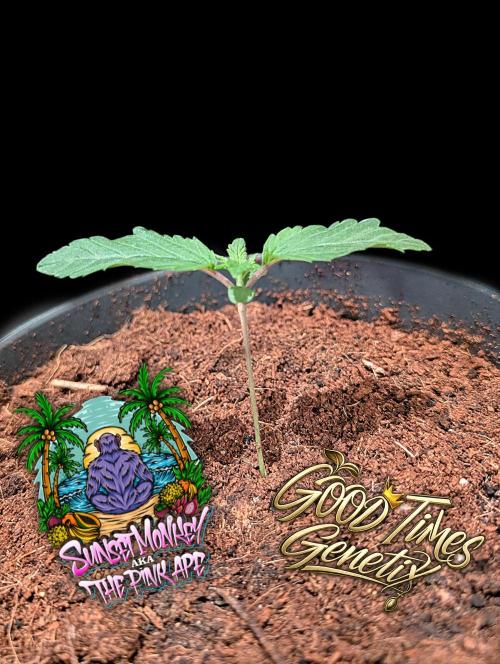 Sunset Monkey - Good Times Genetix - BTN. Week 1