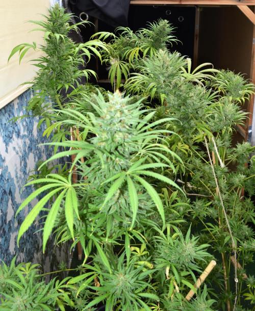 Bio Tabs NL Interview - Grow Diaries. Week 0 - Freddy's Best BW 8