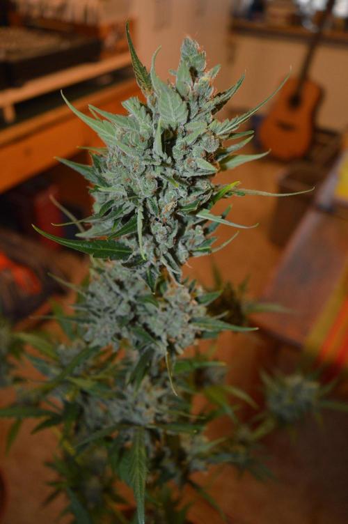 Bio Tabs NL Interview - Grow Diaries. Week 1