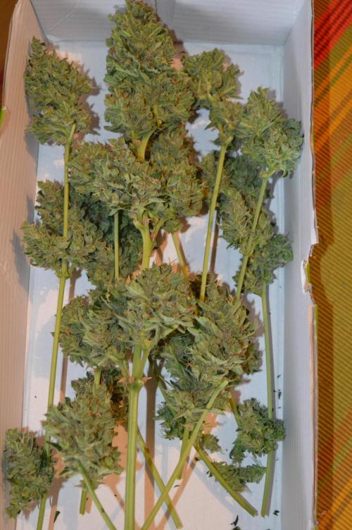 Bio Tabs NL Interview - Grow Diaries. Week 1