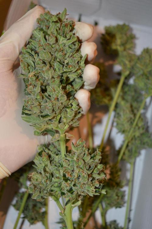 Bio Tabs NL Interview - Grow Diaries. Week 1