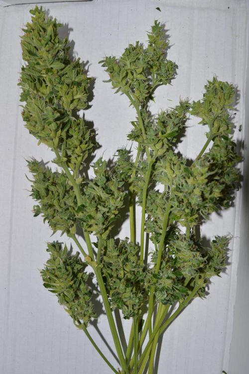 Bio Tabs NL Interview - Grow Diaries. Week 1