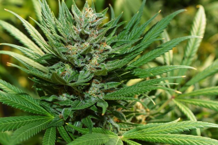 Bio Tabs NL Interview - Grow Diaries. Week 1 - Freddys