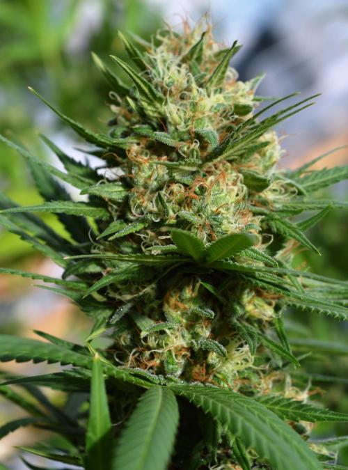 Bio Tabs NL Interview - Grow Diaries. Week 1 - Freddys