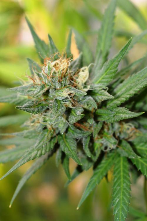 Bio Tabs NL Interview - Grow Diaries. Week 1