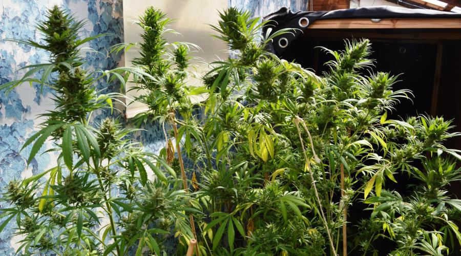 Bio Tabs NL Interview - Grow Diaries. Week 1