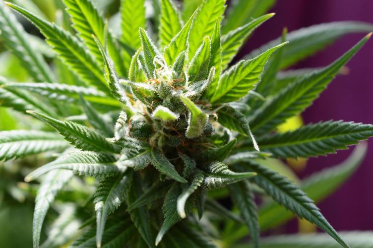 Bio Tabs NL Interview - Grow Diaries. Week 2