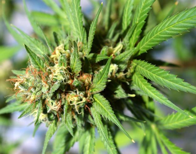 Bio Tabs NL Interview - Grow Diaries. Week 2