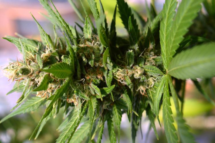 Bio Tabs NL Interview - Grow Diaries. Week 2