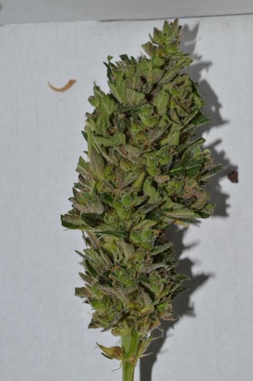 Bio Tabs NL Interview - Grow Diaries. Week 3