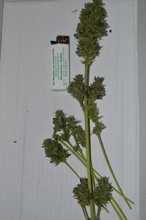Bio Tabs NL Interview - Grow Diaries. Week 3