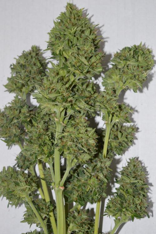 Bio Tabs NL Interview - Grow Diaries. Week 3