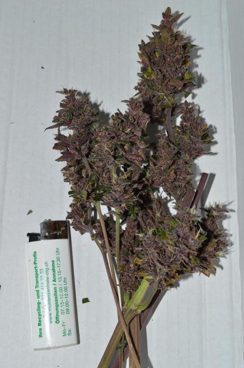 Bio Tabs NL Interview - Grow Diaries. Week 3