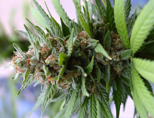 Bio Tabs NL Interview - Grow Diaries. Week 4