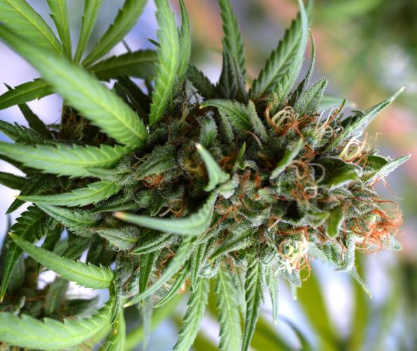 Bio Tabs NL Interview - Grow Diaries. Week 4