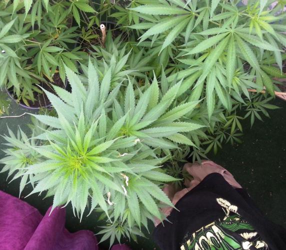 Bio Tabs NL Interview - Grow Diaries. Week 5