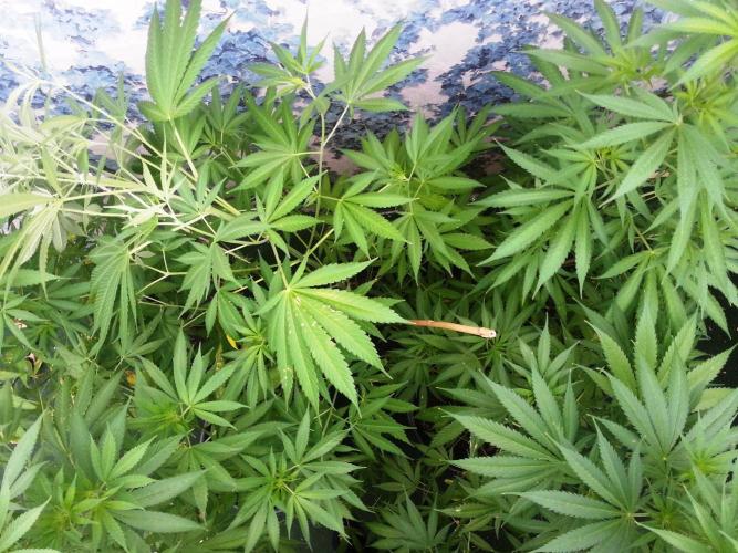 Bio Tabs NL Interview - Grow Diaries. Week 5