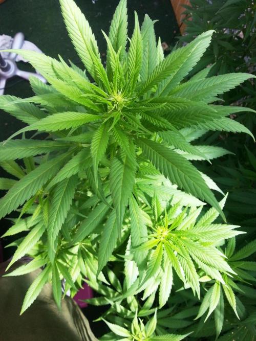 Bio Tabs NL Interview - Grow Diaries. Week 5