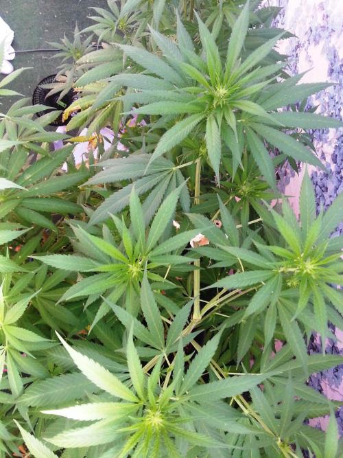 Bio Tabs NL Interview - Grow Diaries. Week 5