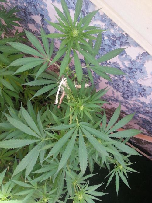 Bio Tabs NL Interview - Grow Diaries. Week 5