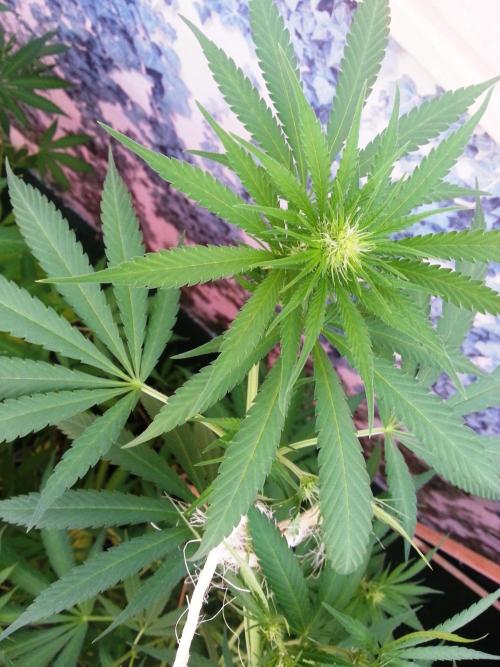 Bio Tabs NL Interview - Grow Diaries. Week 5