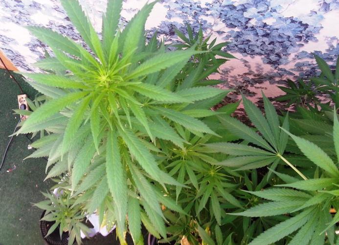 Bio Tabs NL Interview - Grow Diaries. Week 5