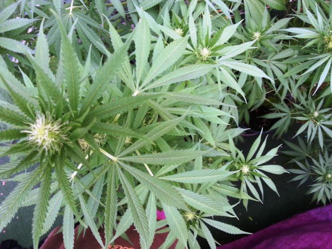 Bio Tabs NL Interview - Grow Diaries. Week 6