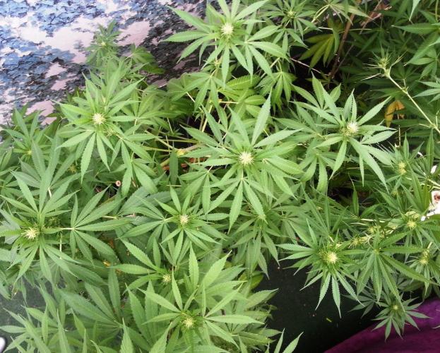 Bio Tabs NL Interview - Grow Diaries. Week 6
