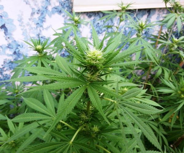 Bio Tabs NL Interview - Grow Diaries. Week 6