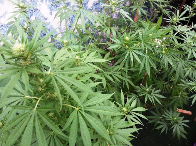 Bio Tabs NL Interview - Grow Diaries. Week 6