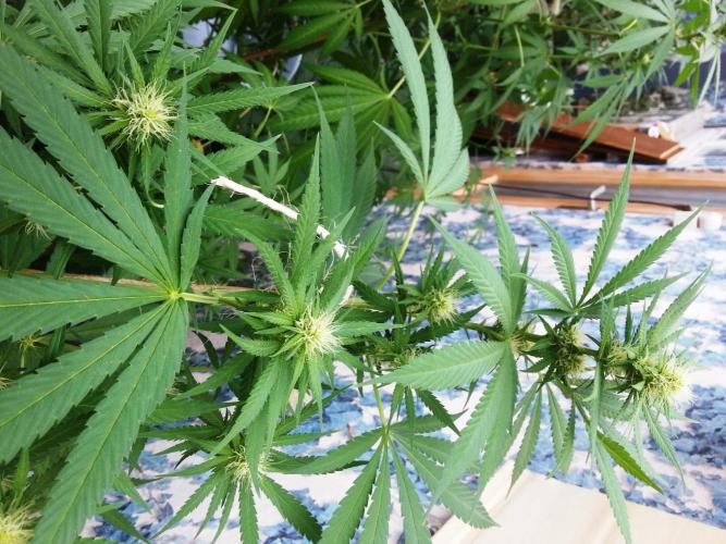Bio Tabs NL Interview - Grow Diaries. Week 6