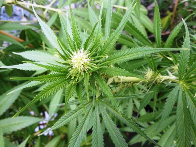 Bio Tabs NL Interview - Grow Diaries. Week 6