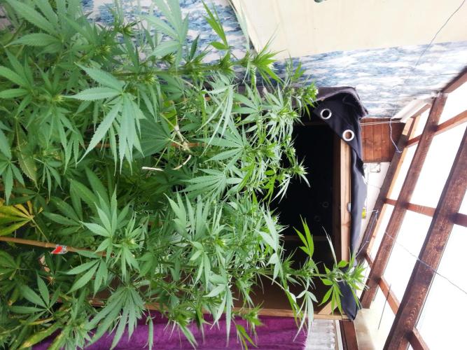 Bio Tabs NL Interview - Grow Diaries. Week 6