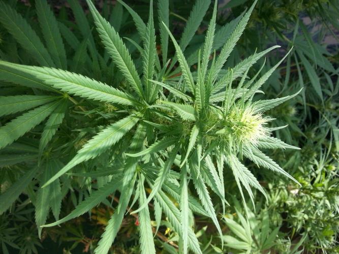 Bio Tabs NL Interview - Grow Diaries. Week 7 - Freddy's Best