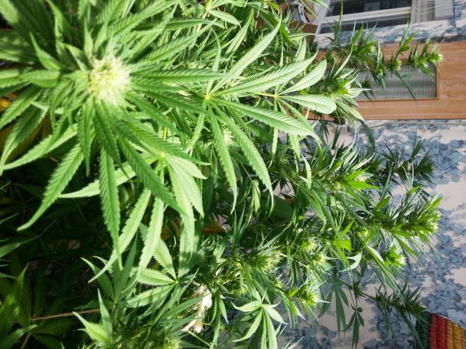 Bio Tabs NL Interview - Grow Diaries. Week 7 - Freddy's Best